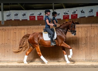 Polnisches Halbblut, Wallach, 8 Jahre, 167 cm, Fuchs