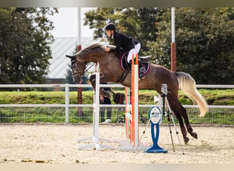 Polnisches Halbblut, Wallach, 8 Jahre, 173 cm, Schimmel