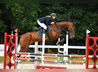 Polnisches Halbblut, Wallach, 8 Jahre, 176 cm, Brauner