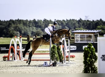Polnisches Halbblut, Wallach, 8 Jahre, 176 cm, Rotbrauner