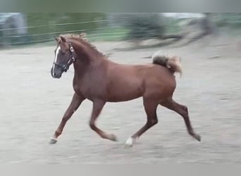 Polnisches Halbblut, Wallach, 9 Jahre, 150 cm, Fuchs
