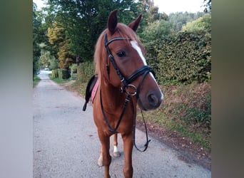 Polnisches Halbblut, Wallach, 9 Jahre, 151 cm, Fuchs