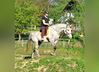 Polnisches Halbblut, Wallach, 9 Jahre, 160 cm, Schimmel