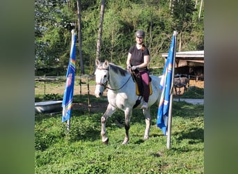 Polnisches Halbblut, Wallach, 9 Jahre, 160 cm, Schimmel