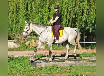 Polnisches Halbblut, Wallach, 9 Jahre, 160 cm, Schimmel