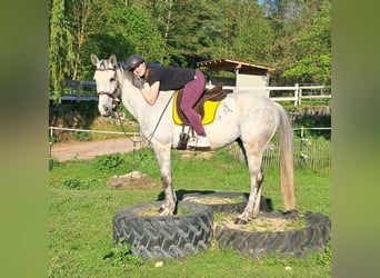 Polnisches Halbblut, Wallach, 9 Jahre, 160 cm, Schimmel