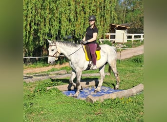 Polnisches Halbblut, Wallach, 9 Jahre, 160 cm, Schimmel