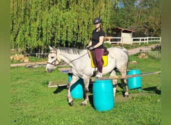 Polnisches Halbblut, Wallach, 9 Jahre, 160 cm, Schimmel
