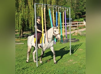 Polnisches Halbblut, Wallach, 9 Jahre, 160 cm, Schimmel