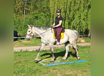Polnisches Halbblut, Wallach, 9 Jahre, 160 cm, Schimmel
