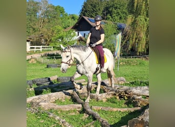 Polnisches Halbblut, Wallach, 9 Jahre, 160 cm, Schimmel