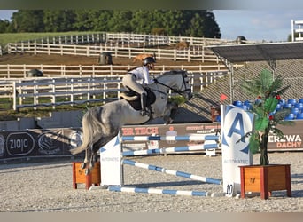 Polnisches Halbblut, Wallach, 9 Jahre, 165 cm, Schimmel