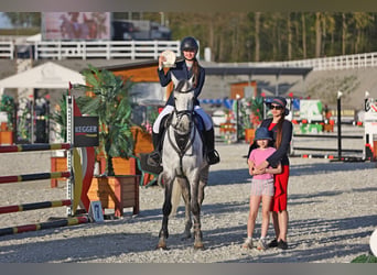 Polnisches Halbblut, Wallach, 9 Jahre, 165 cm, Schimmel
