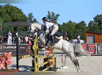 Polnisches Halbblut, Wallach, 9 Jahre, 165 cm, Schimmel