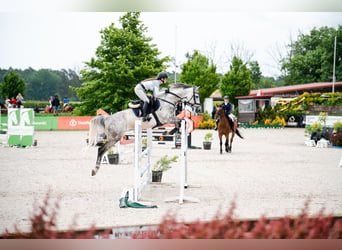 Polnisches Halbblut, Wallach, 9 Jahre, 165 cm, Schimmel