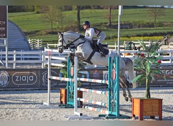 Polnisches Halbblut, Wallach, 9 Jahre, 165 cm, Schimmel