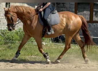 Polnisches Halbblut, Wallach, 9 Jahre, 168 cm, Fuchs