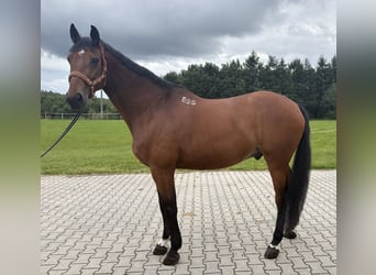 Polnisches Halbblut, Wallach, 9 Jahre, 170 cm, Brauner