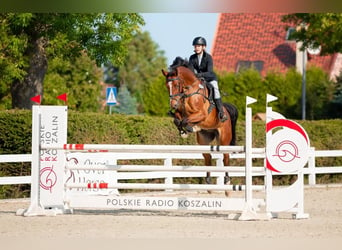 Polnisches Halbblut, Wallach, 9 Jahre, 170 cm, Rotbrauner