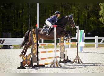 Polnisches Halbblut, Wallach, 9 Jahre, 170 cm, Schwarzbrauner