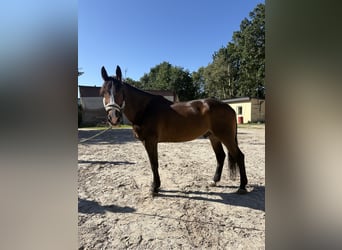 Polnisches Halbblut, Wallach, 9 Jahre, 175 cm, Rotbrauner
