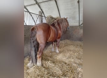 Polnisches Kaltblut, Hengst, 10 Jahre, 170 cm, Fuchs