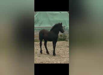 Polnisches Kaltblut Mix, Hengst, 1 Jahr, 160 cm, Rappe