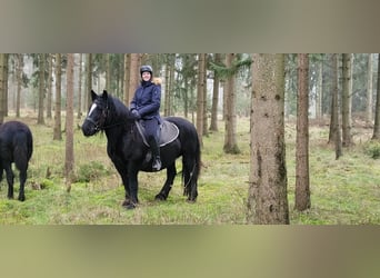 Polnisches Kaltblut, Stute, 10 Jahre, 155 cm, Rappe