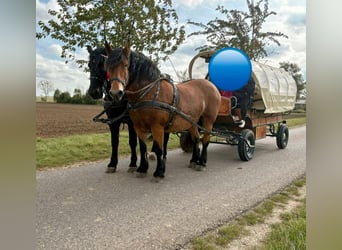 Polnisches Kaltblut, Stute, 10 Jahre, 160 cm, Brauner