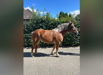 Polnisches Kaltblut, Stute, 10 Jahre, 160 cm, Fuchs