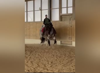 Polnisches Kaltblut, Stute, 10 Jahre, 169 cm, Rotschimmel