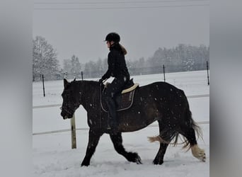 Polnisches Kaltblut, Stute, 11 Jahre, 156 cm, Dunkelfuchs