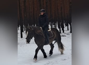 Polnisches Kaltblut, Stute, 11 Jahre, 156 cm, Dunkelfuchs