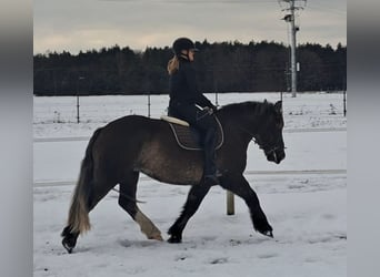 Polnisches Kaltblut, Stute, 11 Jahre, 156 cm, Dunkelfuchs