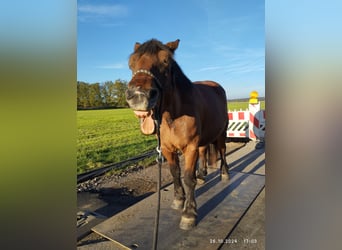 Polnisches Kaltblut, Stute, 11 Jahre, 160 cm, Dunkelbrauner