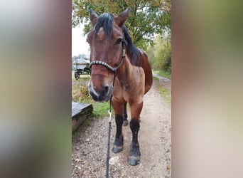 Polnisches Kaltblut, Stute, 11 Jahre, 160 cm, Dunkelbrauner