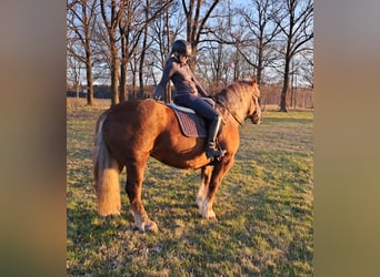 Polnisches Kaltblut, Stute, 11 Jahre, 162 cm, Dunkelfuchs