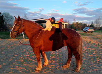 Polnisches Kaltblut, Stute, 11 Jahre, 162 cm, Dunkelfuchs