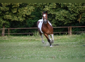 Polnisches Kaltblut Mix, Stute, 12 Jahre, 155 cm