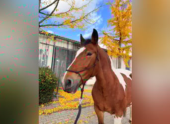 Polnisches Kaltblut, Stute, 12 Jahre, 155 cm, Schecke