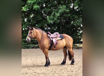 Polnisches Kaltblut, Stute, 12 Jahre, 160 cm, Brauner