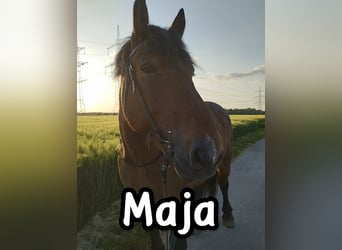Polnisches Kaltblut Mix, Stute, 12 Jahre, 160 cm, Dunkelbrauner