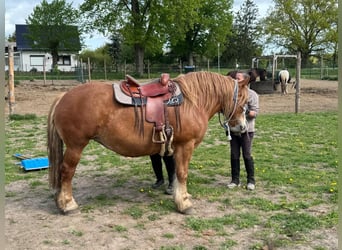 Polnisches Kaltblut, Stute, 13 Jahre, 160 cm, Fuchs