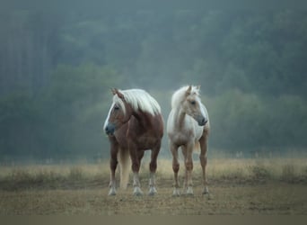 Polnisches Kaltblut, Stute, 13 Jahre, 165 cm, Fuchs