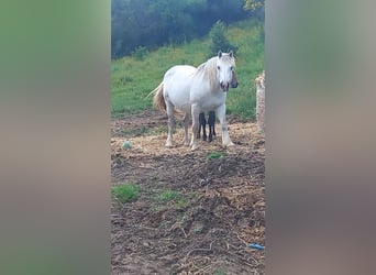 Polnisches Kaltblut Mix, Stute, 14 Jahre, 158 cm, Schimmel