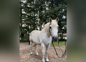 Polnisches Kaltblut, Stute, 16 Jahre, 160 cm, Schimmel