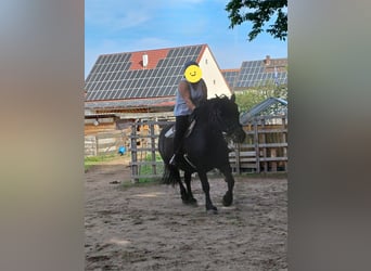 Polnisches Kaltblut, Stute, 18 Jahre, 151 cm, Rappe