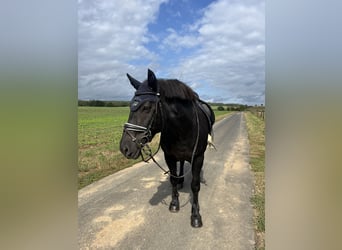 Polnisches Kaltblut, Stute, 19 Jahre, 157 cm, Rappe