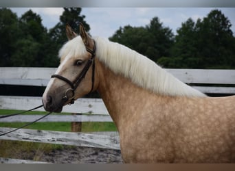 Polnisches Kaltblut, Stute, 2 Jahre, 161 cm, Palomino