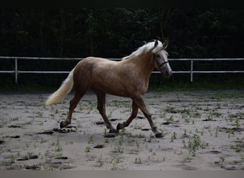 Polnisches Kaltblut, Stute, 2 Jahre, 161 cm, Palomino